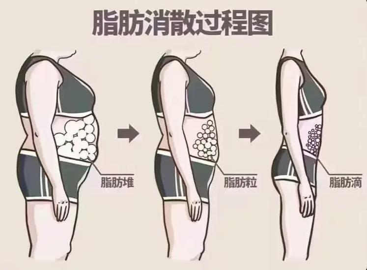 脂肪高图标