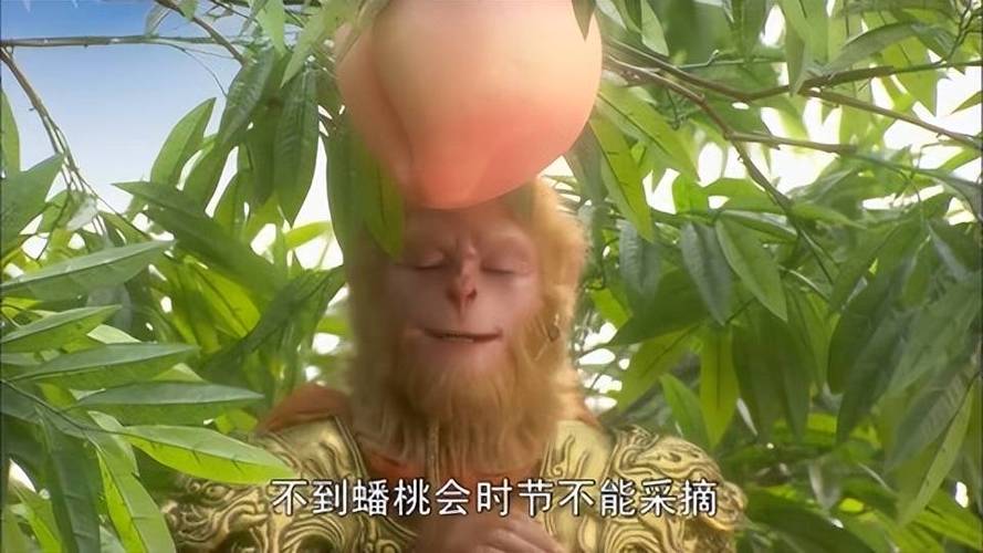 蟠桃园老一接桃子缩略图