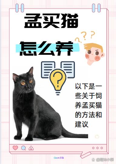 纯种孟买猫多少钱一只