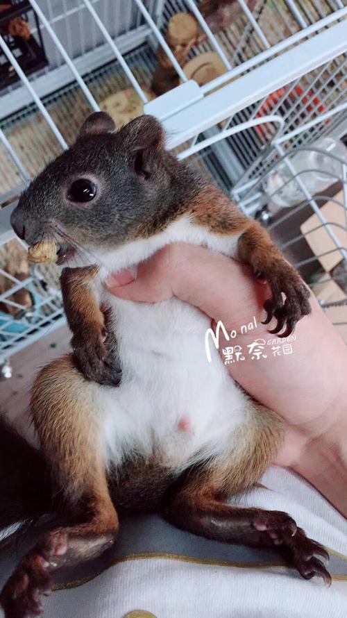 松鼠养殖缩略图