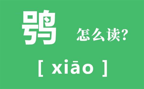 雪鸮怎么念缩略图