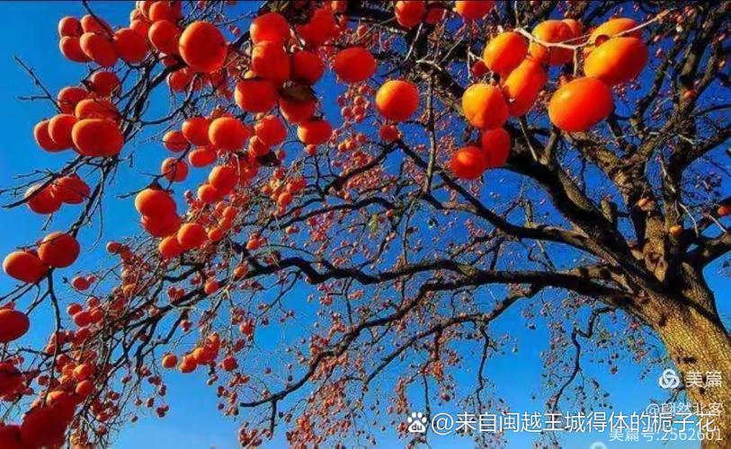 风入松一般形容什么人