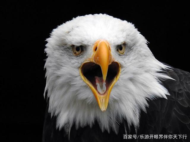 美国B-60轰炸机图标