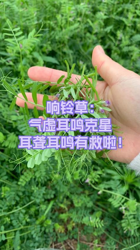 响铃草治耳鸣的用法缩略图