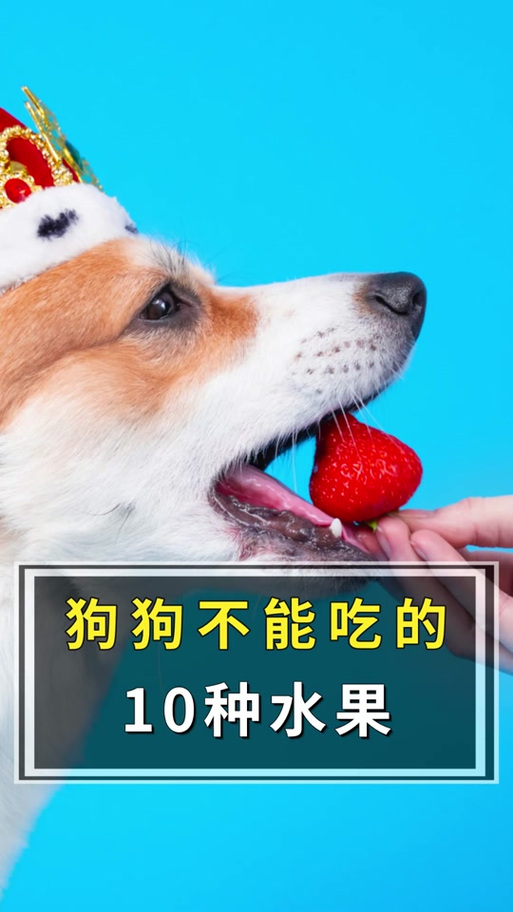 狗狗吃枇杷中毒表现缩略图