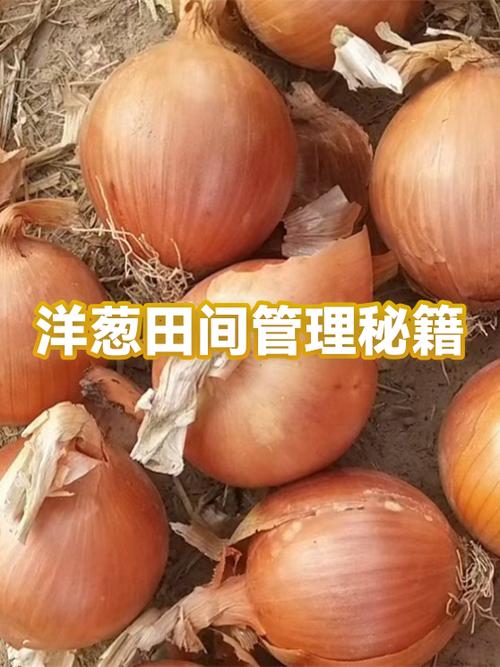 洋葱盈利模式