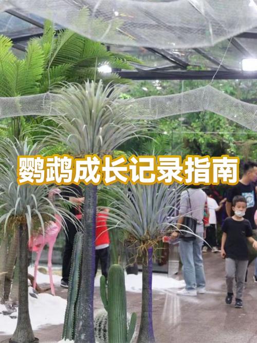 鹦鹉母鸟怎么喂养雏鸟缩略图