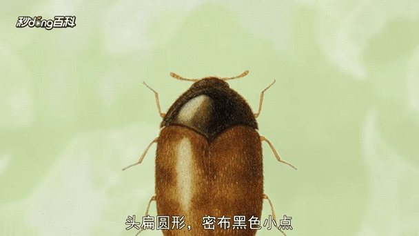 皮蠹虫最怕三种药图标