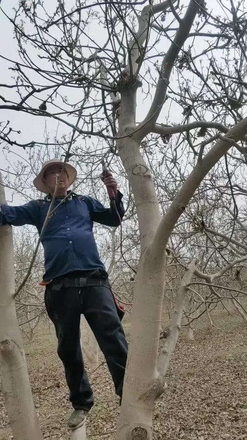 核桃树修剪最佳时间缩略图