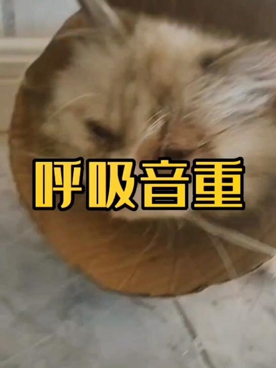 猫咪呼吸快是怎么回事