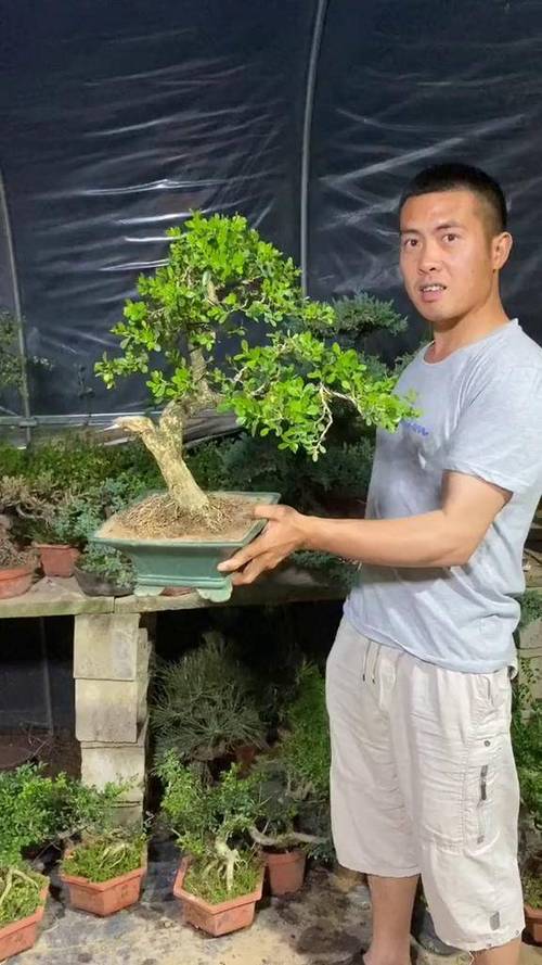 盆景图片大全欣赏缩略图