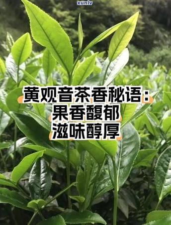 什么水果吃过之后身上是香的
