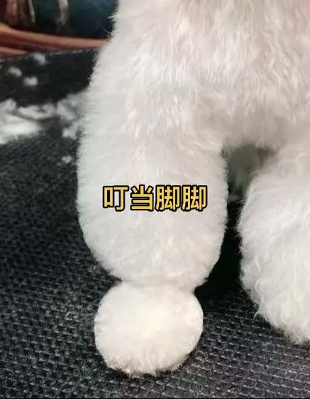 叮当萌宠平台图标