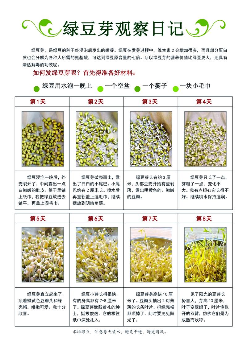 怎么生绿豆芽最快方法缩略图