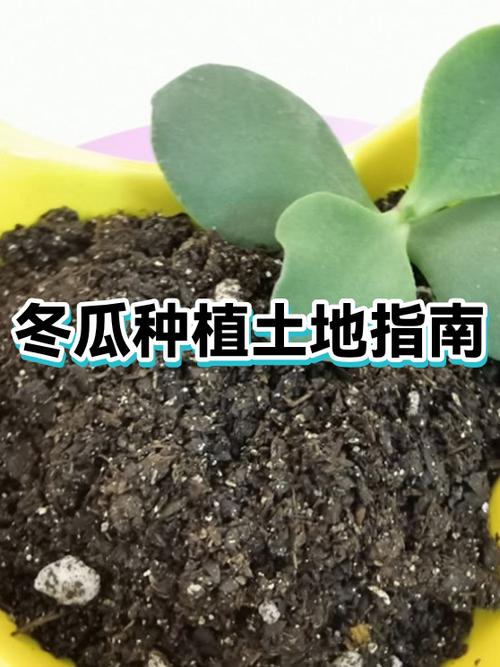 冬瓜种植技术与管理视频教程缩略图