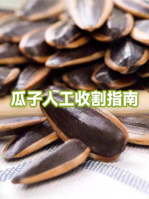 瓜子一般指什么人