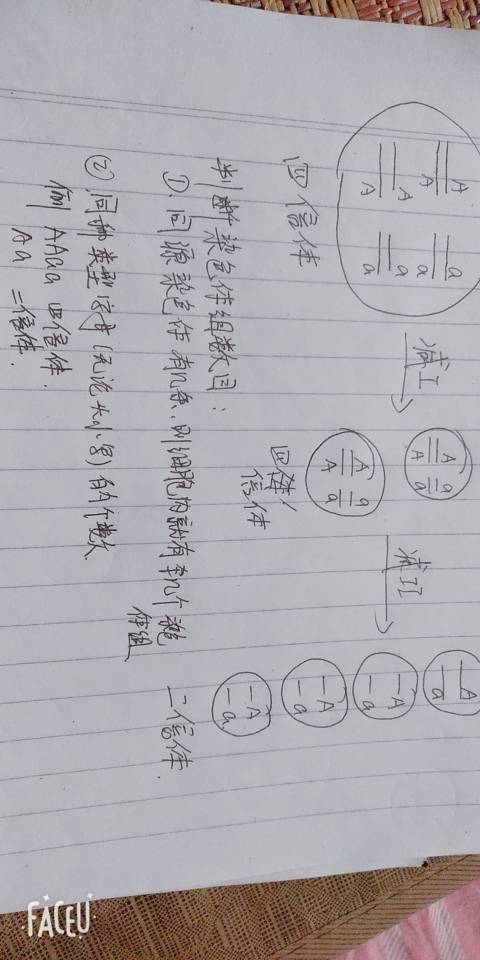 四倍体产生配子比例图解缩略图