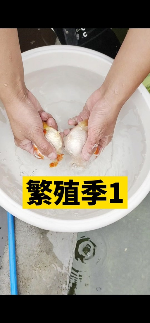 金鱼甩籽一般持续几天图标