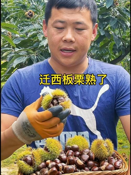 栗子的寓意玄学说法缩略图