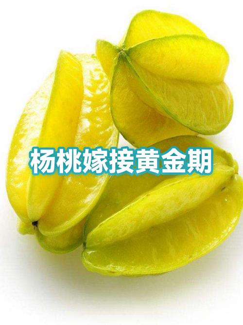 杨桃嫁接方法视频缩略图