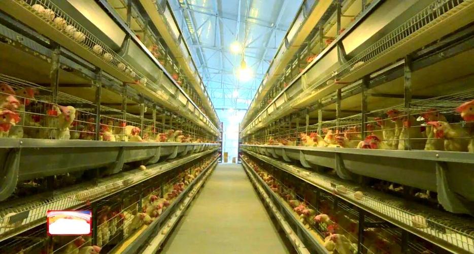 养殖农场游戏截图