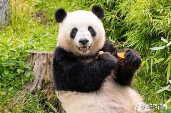 梦打一个准确动物缩略图