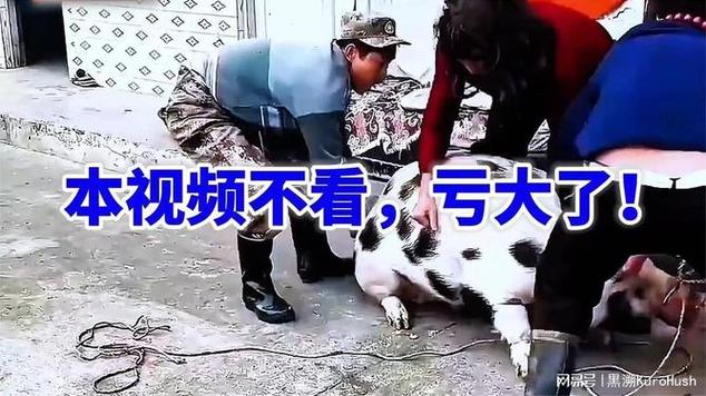 杀猪感言幽默短句