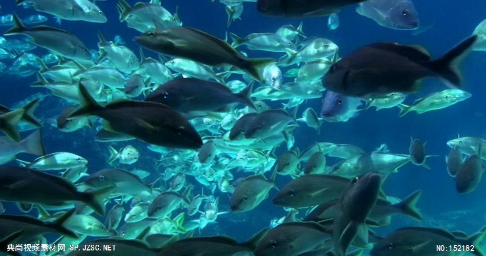 动态水族馆手机屏保下载图标