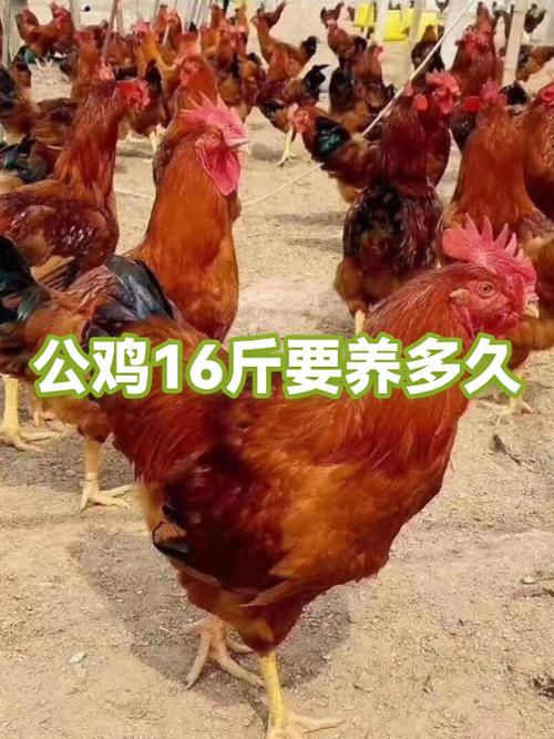 养公鸡一只利润缩略图