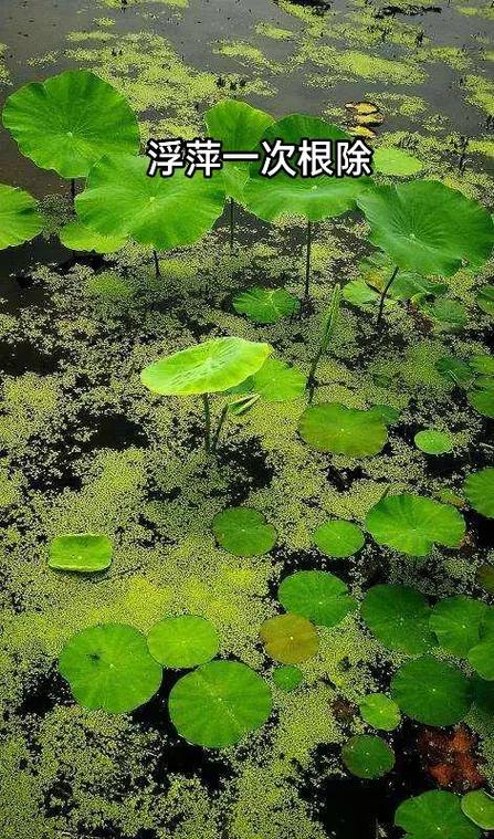 青萍蓝牙温度计怎么换电池