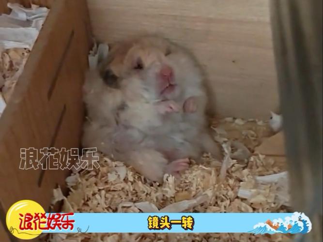 仓鼠靠近鼻子一边肿