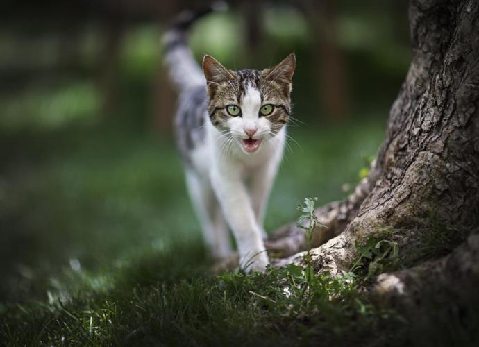 四年级下册《猫》缩略图