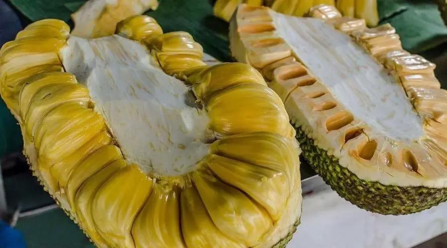菠萝菠萝菠萝蜜菠萝菠萝5亚瑟缩略图