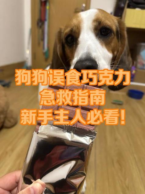 动物能吃巧克力吗缩略图