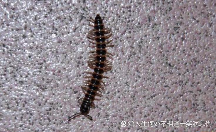 长得有点像蜈蚣发臭味的虫