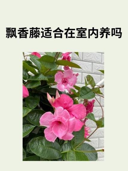 哈密瓜十大害处