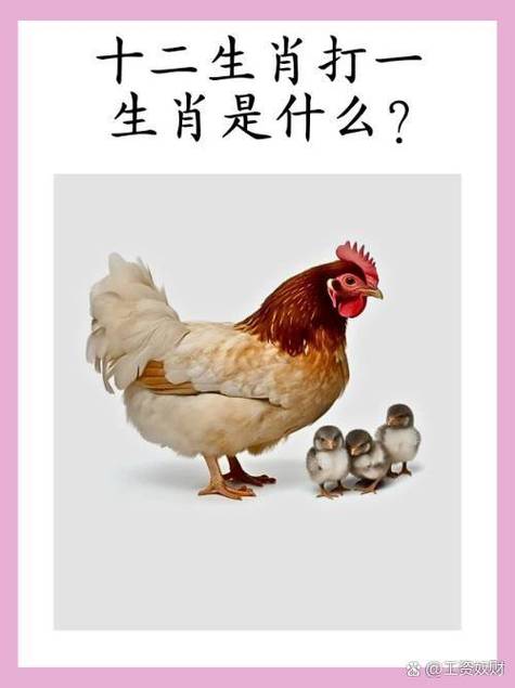 凤凰打一最准确生肖缩略图