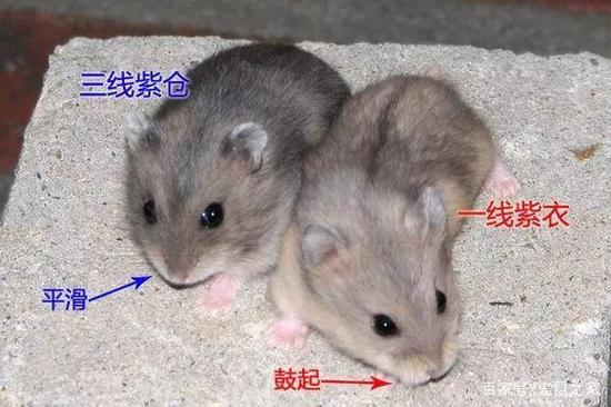仓鼠拉屎拉出一条线连着屎缩略图