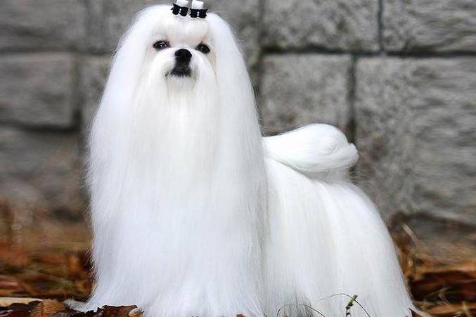 100种小型犬图片缩略图