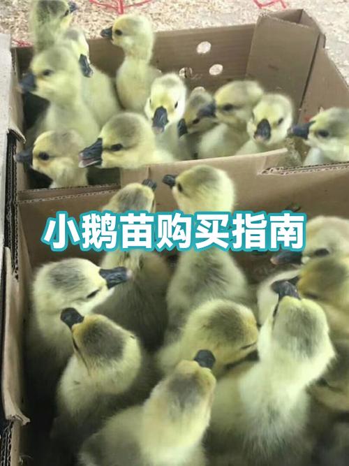 养鹅鹅苗多少钱一只图标