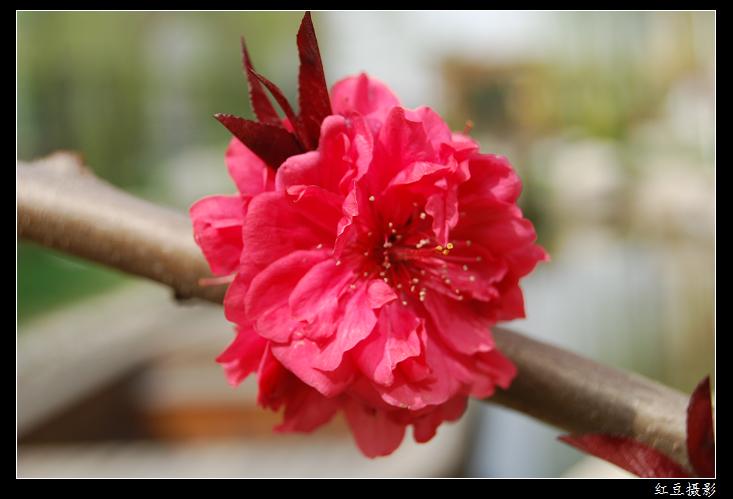 初见桃花游戏截图