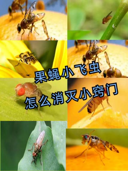 花盆里的果蝇怎么消灭图标