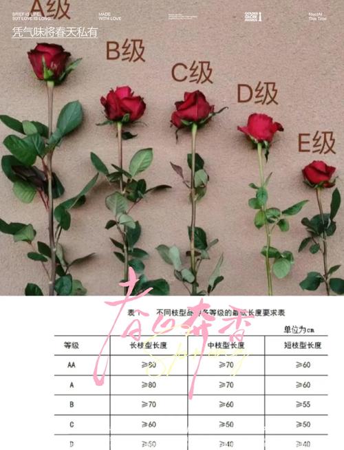 若玫属于什么档次