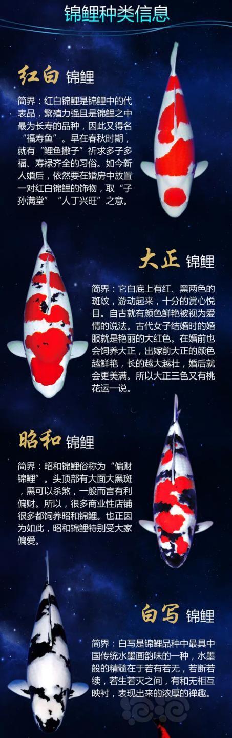 直播间送的大锦鲤多少钱
