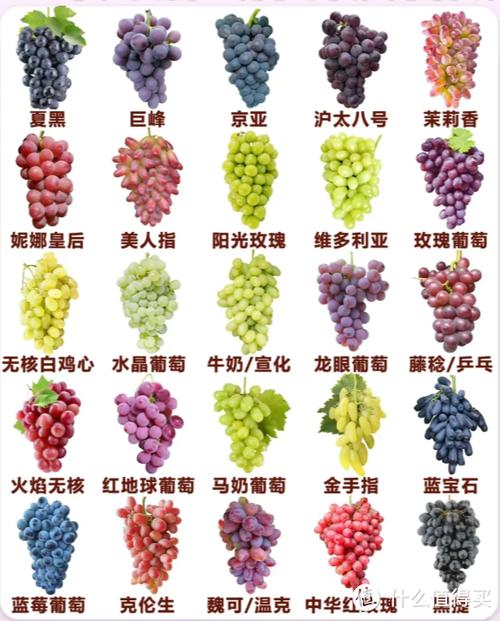 葡萄品种大全游戏截图