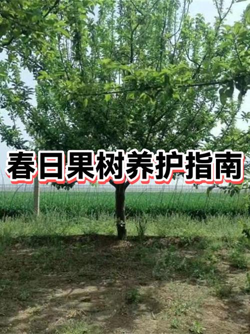 生石灰怎么刷果树