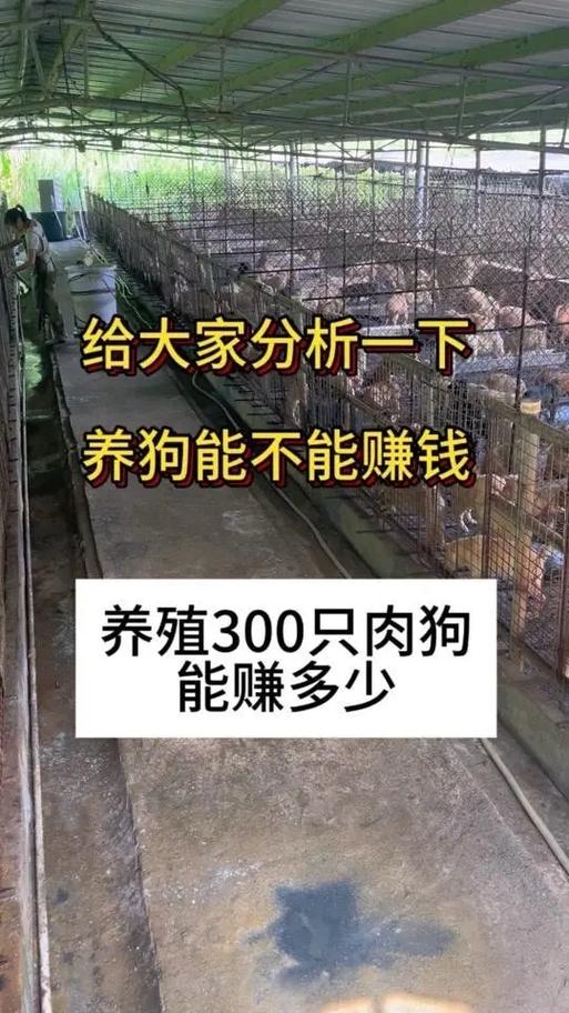 肉狗养殖挣钱吗缩略图