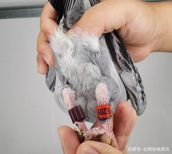 台鸽最贵三个品种缩略图