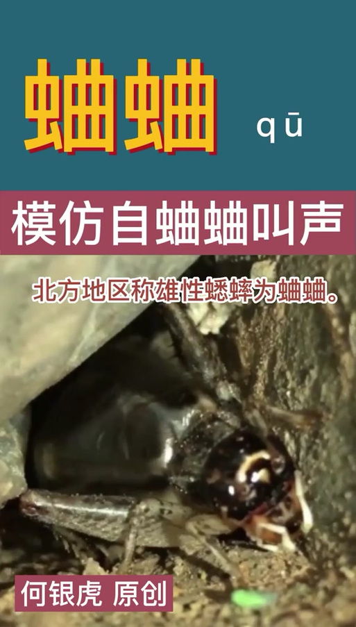 蛐蛐一直叫