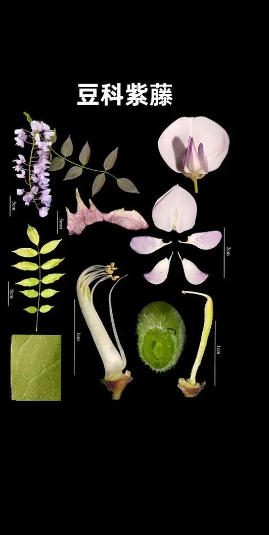 苜蓿是豆科吗